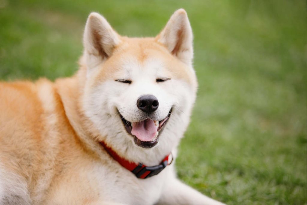 Akita smiling on green grass