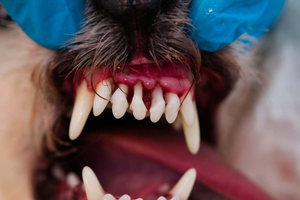 Close-up of dog with dental disease